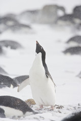 Obraz premium Adelie Penguin (Pygoscelis adeliae) ecstatic display in the snow during a storm, Brown Bluff, Antarctica.