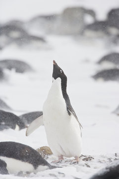 Adelie Penguin (Pygoscelis adeliae) ecstatic display in the snow during a storm, Brown Bluff, Antarctica.