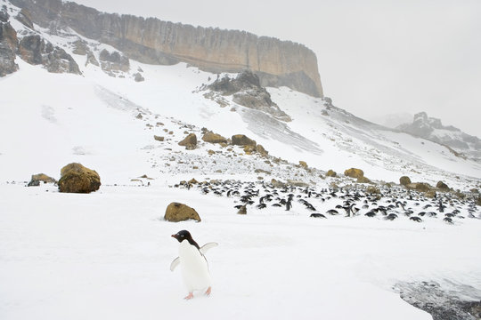 Adelie penguin (Pygoscelis adeliae) in a colony on Brown Bluff  in a snow storm, Antarctica