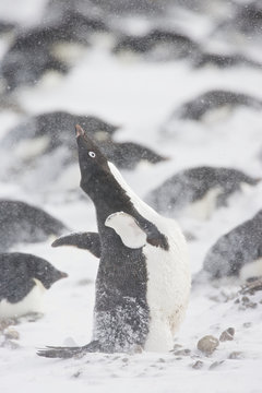 Adelie Penguin (Pygoscelis adeliae) ecstatic display in the snow during a storm, Brown Bluff, Antarctica.