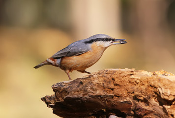 Unusual extra close up portrait of eurasian nuthatch with seed in beak.