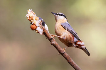 Unusual extra close up portrait of eurasian nuthatch on feeder. Soft sunlight.