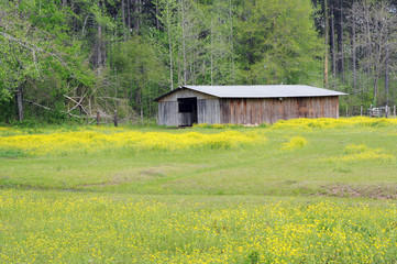 Old Barn in Meadow of Yellow Wildflowers