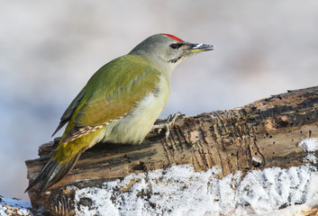 Grey woodpecker closeup portrait..Grey headed woodpecker in winter view.