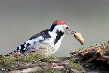 Close up portrait of malemiddle spotted woodpecker with peanuts in a beak.