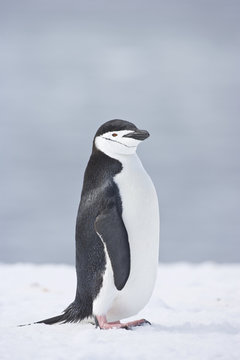 Chinstrap penguin (Pygoscelis antarctica) on Half Moon Island, Antarctica