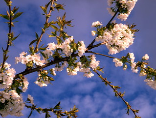 Kirschblüten im Frühling