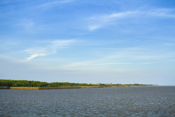 forest at the river estuary with beauty sky