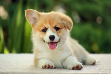 Puppy welsh corgi pembroke