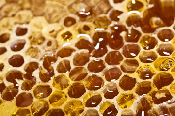 Honeycomb with honey in closeup.