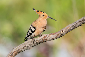 One hoopoe sitting on special branch.Photographed in soft morning light. 