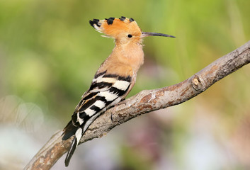 One hoopoe sitting on special branch and posing.