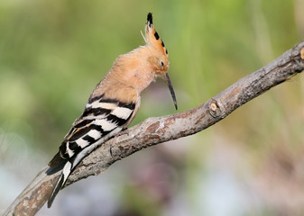 One hoopoe sitting on special branch and posing.