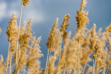Beautiful dry spikelets on the sun, summertime
