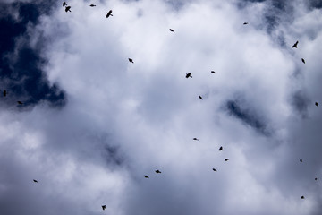 Blue Jays Across the Sky