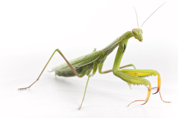 Praying Mantis on white background.