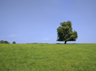 Fototapeta premium Lonely tree