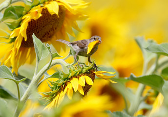 Sparrow With a leaf of sunflower in its beak