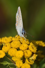 Phengaris teleius