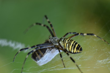 Argiope bruennichi