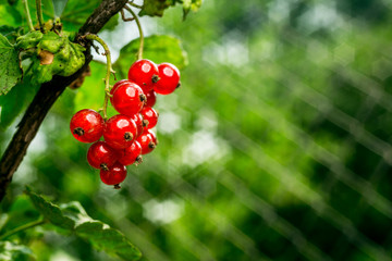 bush of red currant growing in a garden.Background of red currant. Ripe red currants close-up as background. Harvest the ripe berries of red currants.Summer Harvest
