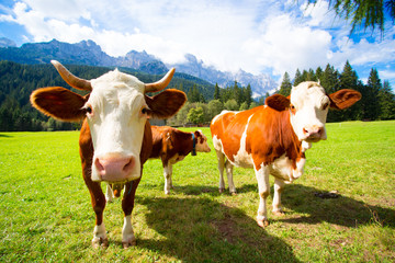Fototapeta na wymiar cows at the mountains