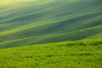 Typical Tuscan landscape - green waves