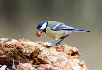 Obraz premium Unusual extra close up portrait of great tit with food in beak.