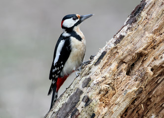 Male great spotted woodpecker closeup portrait.