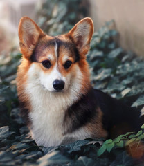 Welsh corgi pembroke