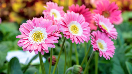 Beautiful pink, white and yellow Gerbera flowers in bloom.