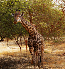 Jirafa en Senegal, África