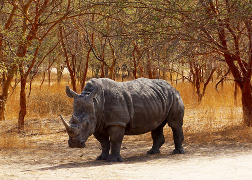 Rinoceronte en Senegal, África