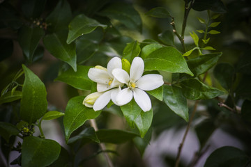 White Flower on green leaf