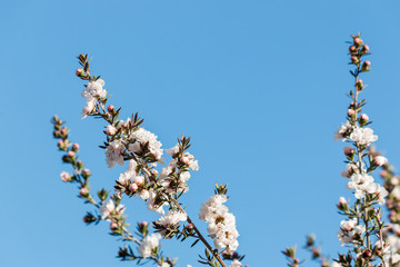 close up of white New Zealand teatree flowers with blue sky background