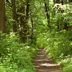 Obraz premium A path in a park with big trees and shrubs on a sunny day