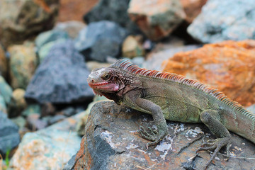 Close Iguana
