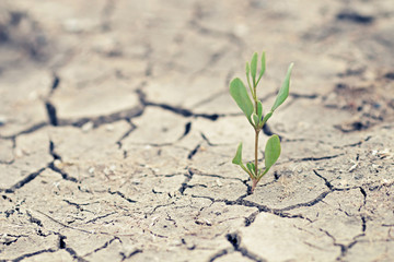 Green sprout with dry cracked earth