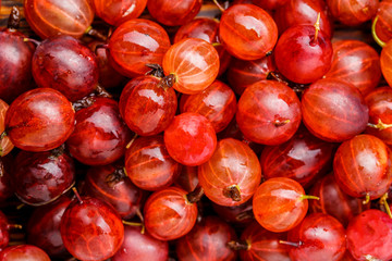 Photo of ripe red gooseberries.