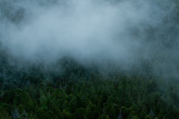 Fototapeta na wymiar Forest in fog