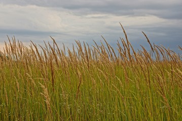 Высока трава на лугу на фоне неба