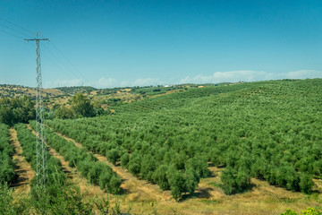 Fototapeta na wymiar Olive trees on the spanish countryside of Cordoba, Spain,Europe