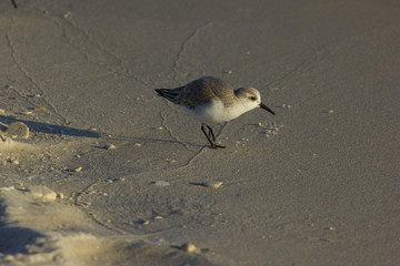 Sand piper 2