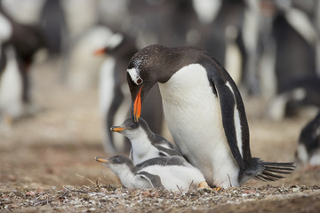 Gentoo Penguin (Pygoscelis papua papua) with chick on nest at colony, Falkland Islands, South Atlantic Ocean