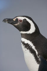 Naklejka premium Magellanic penguin (Spheniscus magellanicus) portrait, Falkland Islands, South Atlantic Ocean