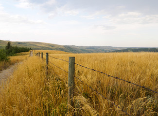 Barbed wire fence running parallel to a dirt pathway surrounded by tall native indian grass in...