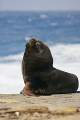 Fototapeta premium Southern Sea Lion (Otaria flavescens), Falkland Islands, Southern Ocean