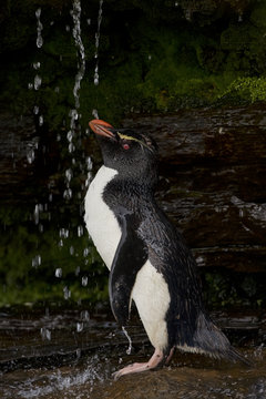 Rockhopper penguin (Eudyptes chrysocome) taking a shower, Falkland Islands, South Atlantic Ocean