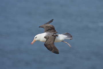 Black Browed Albatross (Thalassarche melanofris), Falkland Islands, South Atlantic Ocean