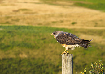 Bird of Prey communicating with it's beak open while perched on a post